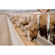 Coltivazioni agricole Prodotti animali A1
